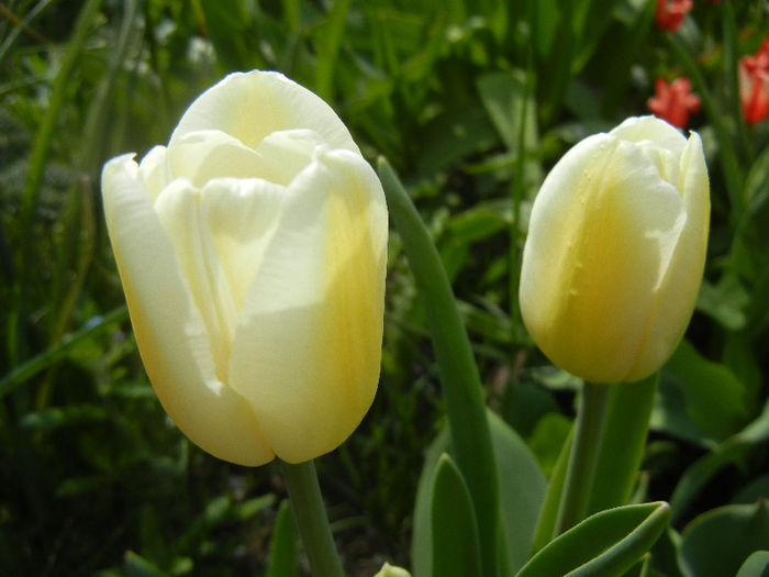 Tulipa Antarctica (2013, April 18)