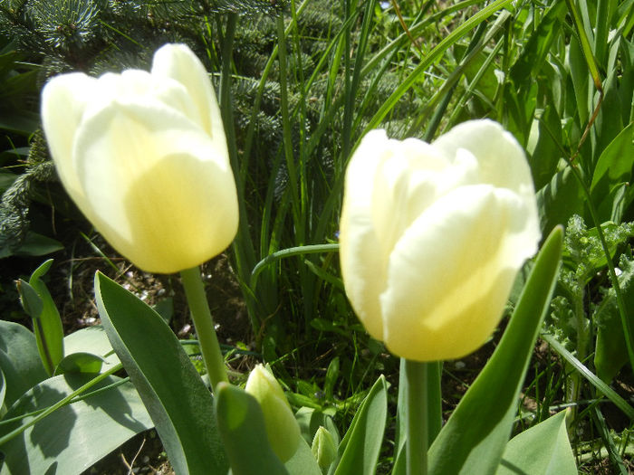 Tulipa Antarctica (2013, April 19)