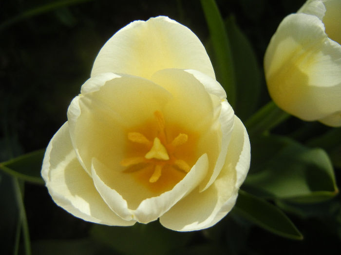 Tulipa Antarctica (2013, April 19)