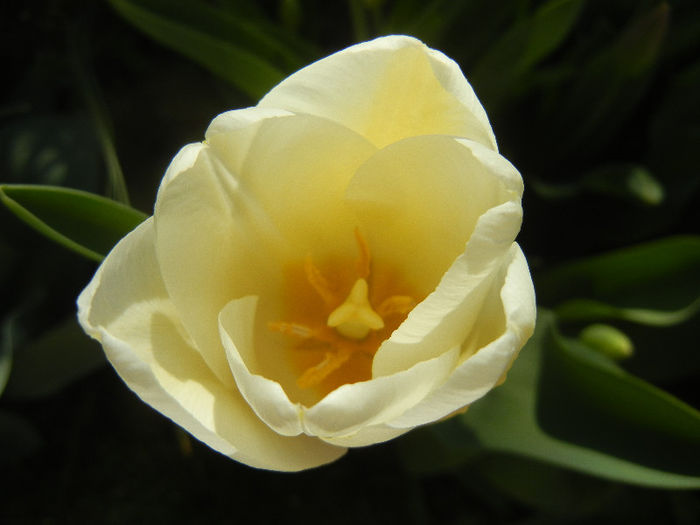 Tulipa Antarctica (2013, April 19) - Tulipa Antarctica