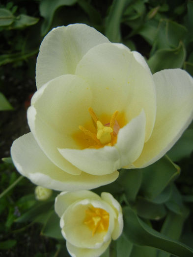 Tulipa Antarctica (2013, April 21)