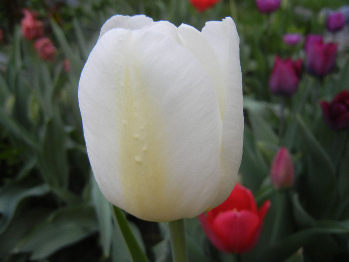 Tulipa Antarctica (2013, April 22)