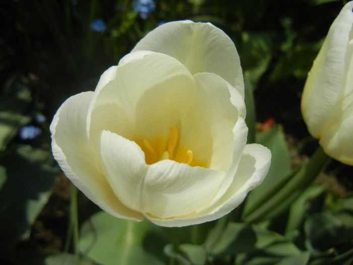 Tulipa Antarctica (2013, April 22)