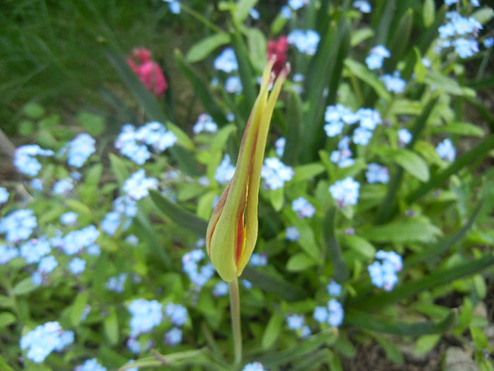 Tulipa Acuminata (2013, April 22) - Tulipa Acuminata