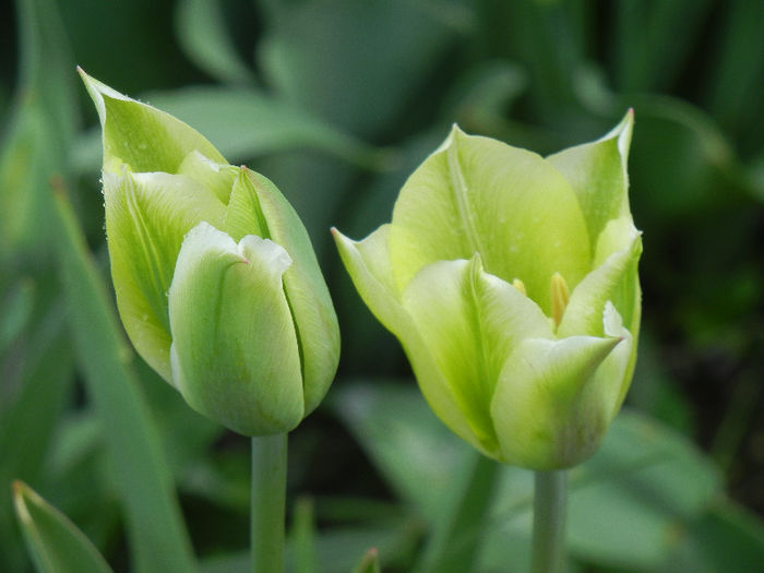 Tulipa Spring Green (2013, April 22) - Tulipa Spring Green