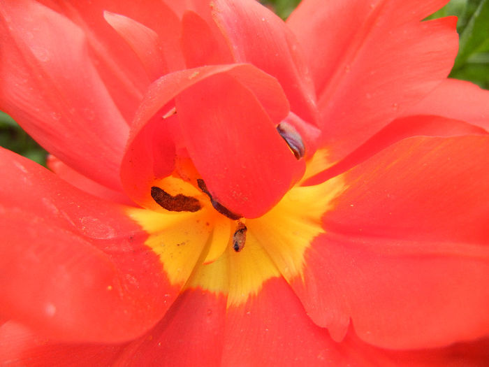 Tulipa Abba (2013, April 21)