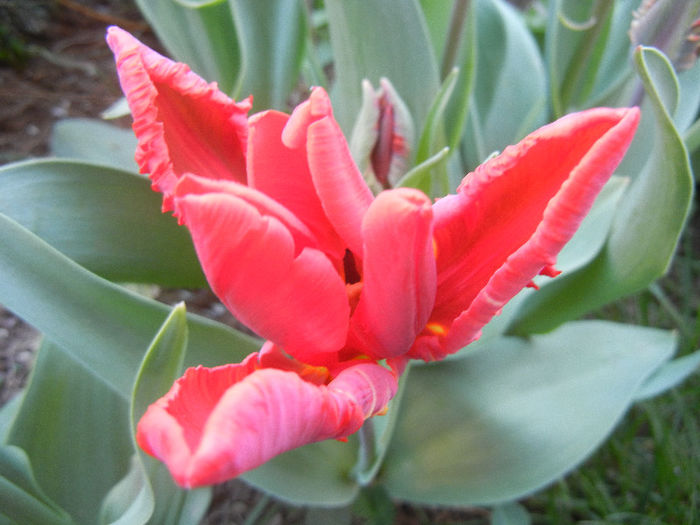 Tulipa Bastogne Parrot (2013, April 20)