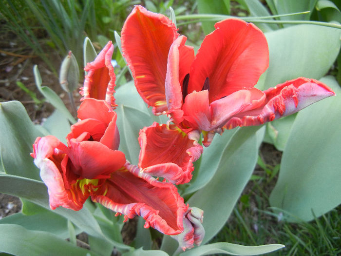 Tulipa Bastogne Parrot (2013, April 20)