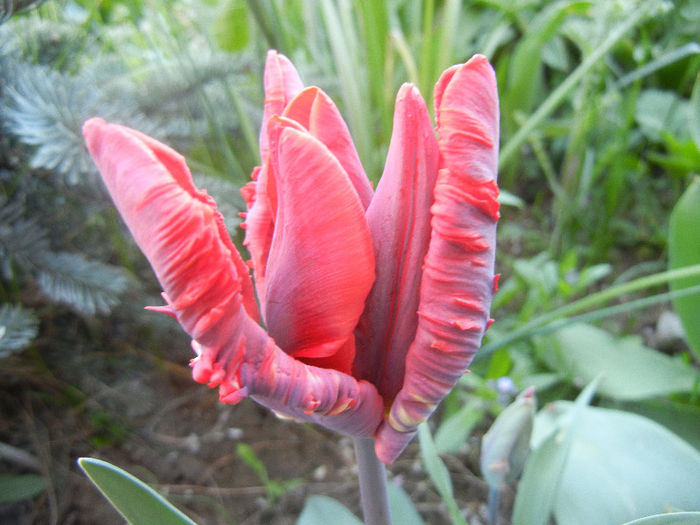 Tulipa Bastogne Parrot (2013, April 20)