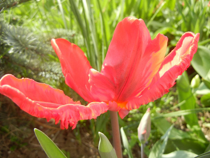 Tulipa Bastogne Parrot (2013, April 20) - Tulipa Bastogne Parrot