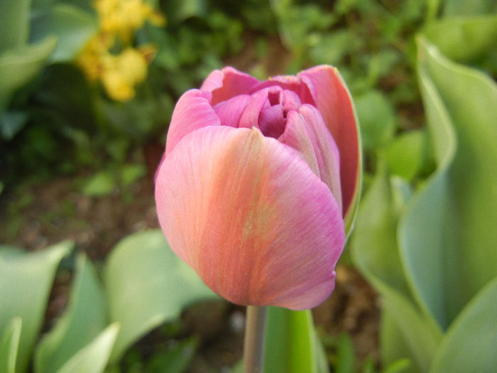 Tulipa Blue Diamond (2013, April 19)