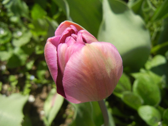 Tulipa Blue Diamond (2013, April 19) - Tulipa Blue Diamond