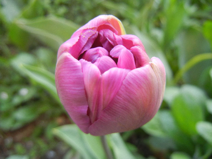 Tulipa Blue Diamond (2013, April 19) - Tulipa Blue Diamond