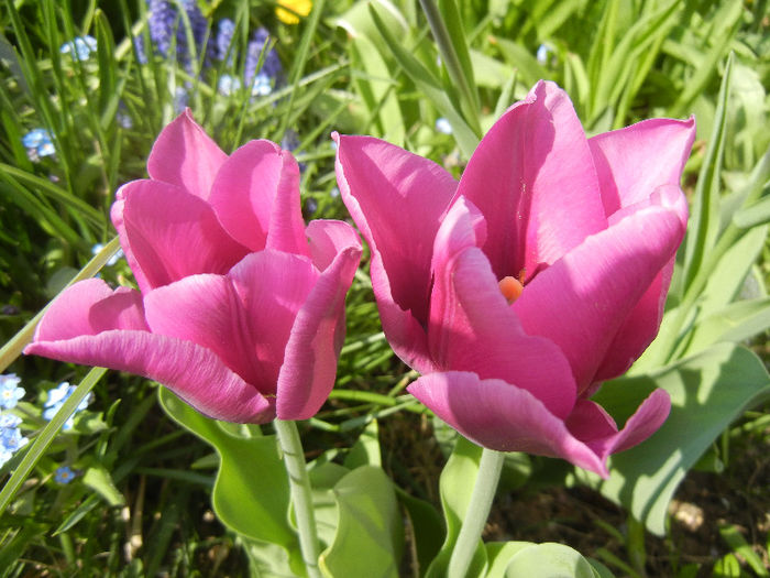 Tulipa Maytime (2013, April 20)