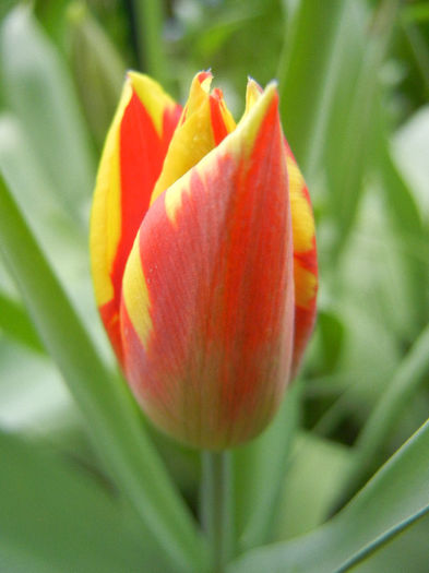Tulipa Mickey Mouse (2013, April 21) Tulipa Mickey Mouse (2013, April 21)