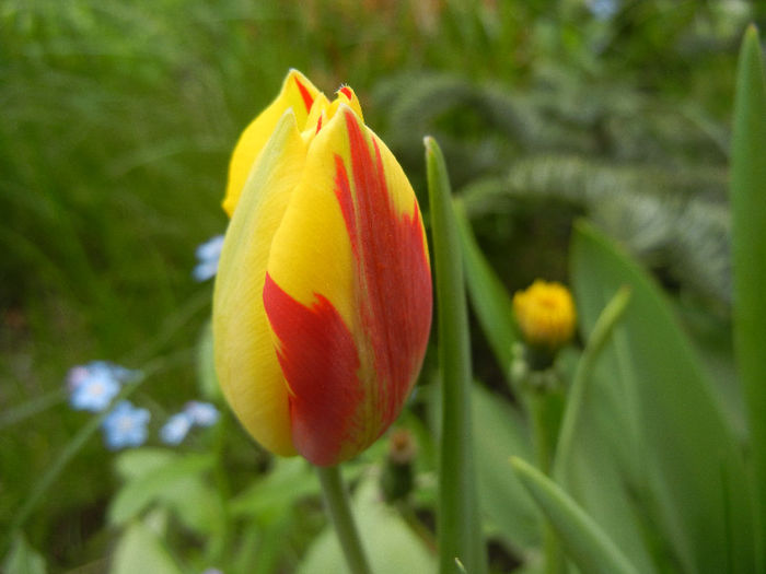 Tulipa Mickey Mouse (2013, April 21) Tulipa Mickey Mouse (2013, April 21)