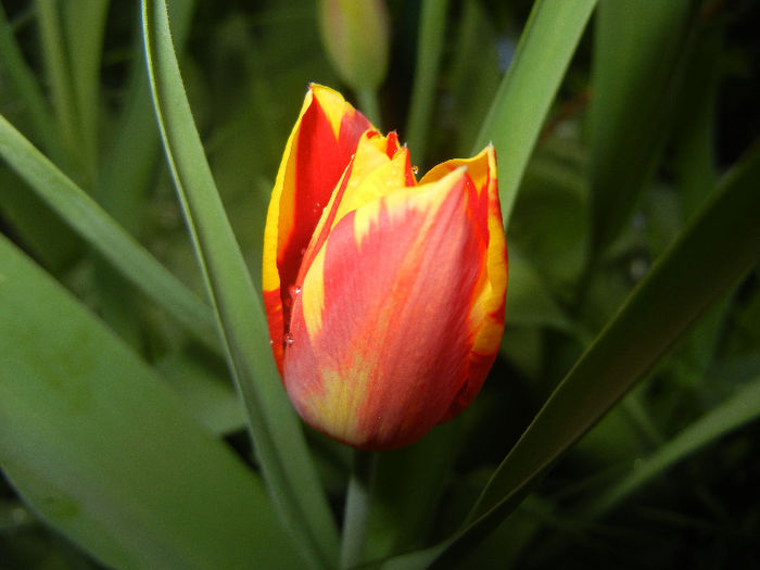 Tulipa Mickey Mouse (2013, April 21) Tulipa Mickey Mouse (2013, April 21)