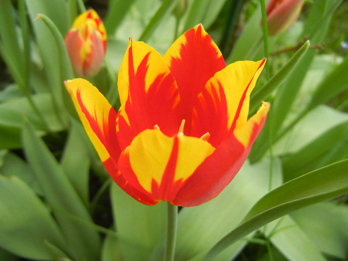 Tulipa Mickey Mouse (2013, April 21) Tulipa Mickey Mouse (2013, April 21)
