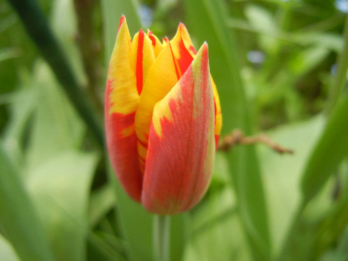 Tulipa Mickey Mouse (2013, April 21) Tulipa Mickey Mouse (2013, April 21)