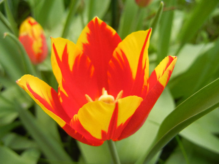 Tulipa Mickey Mouse (2013, April 21) Tulipa Mickey Mouse (2013, April 21)