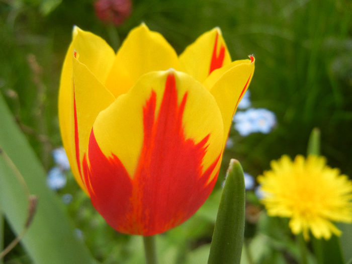 Tulipa Mickey Mouse (2013, April 21) Tulipa Mickey Mouse (2013, April 21)