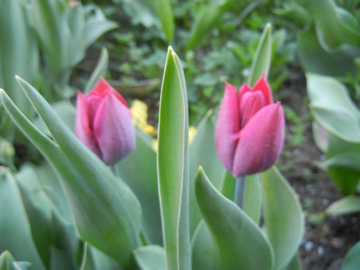 Tulipa Negrita (2013, April 20)