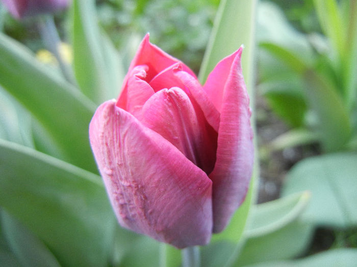 Tulipa Negrita (2013, April 20)