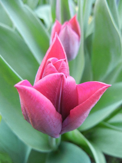 Tulipa Negrita (2013, April 20) - Tulipa Negrita