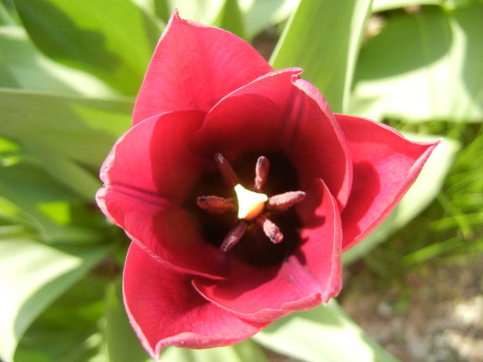 Tulipa Negrita (2013, April 20)