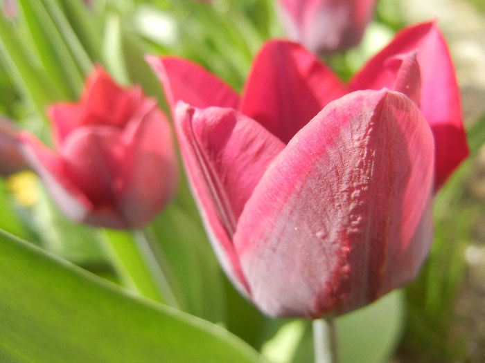 Tulipa Negrita (2013, April 20) - Tulipa Negrita