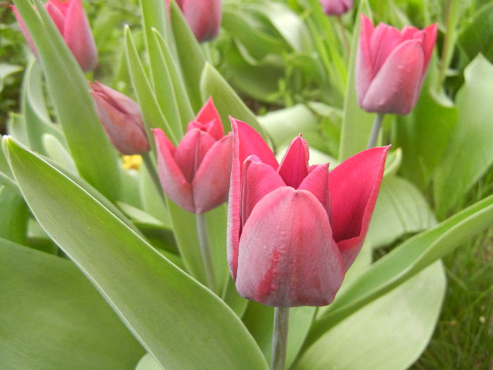 Tulipa Negrita (2013, April 20)