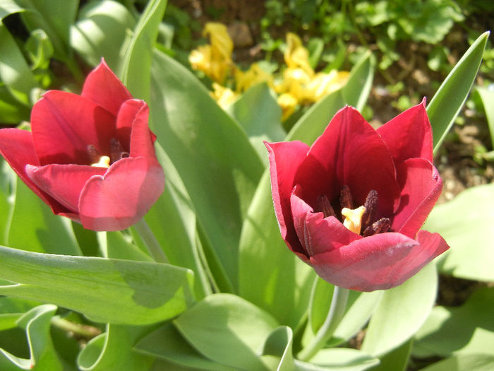 Tulipa Negrita (2013, April 20)