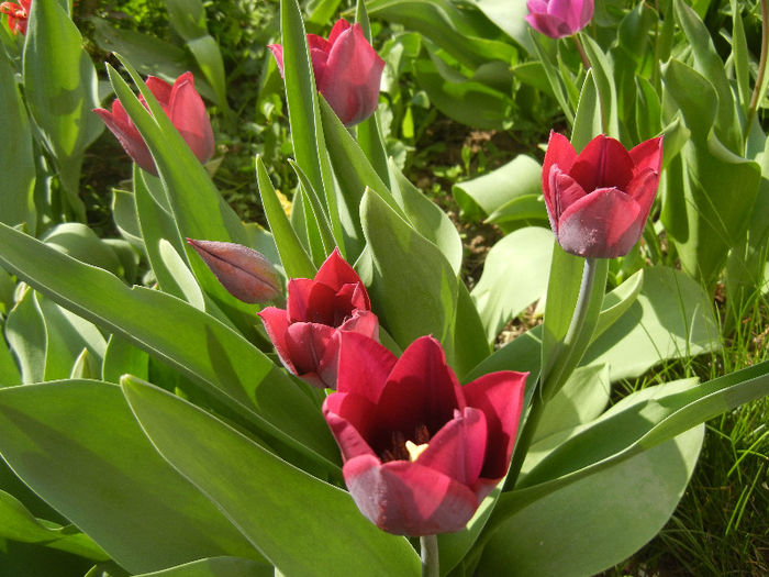 Tulipa Negrita (2013, April 20)