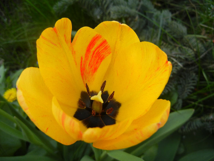 Tulipa Orange Bowl (2013, April 20)