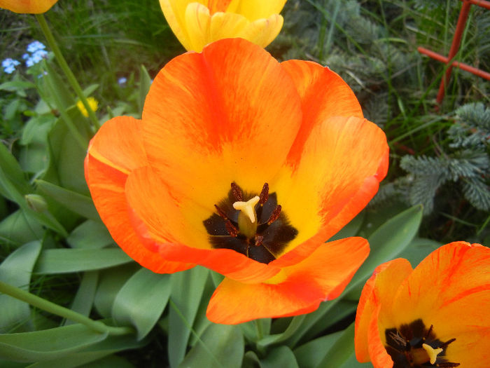 Tulipa Orange Bowl (2013, April 20)