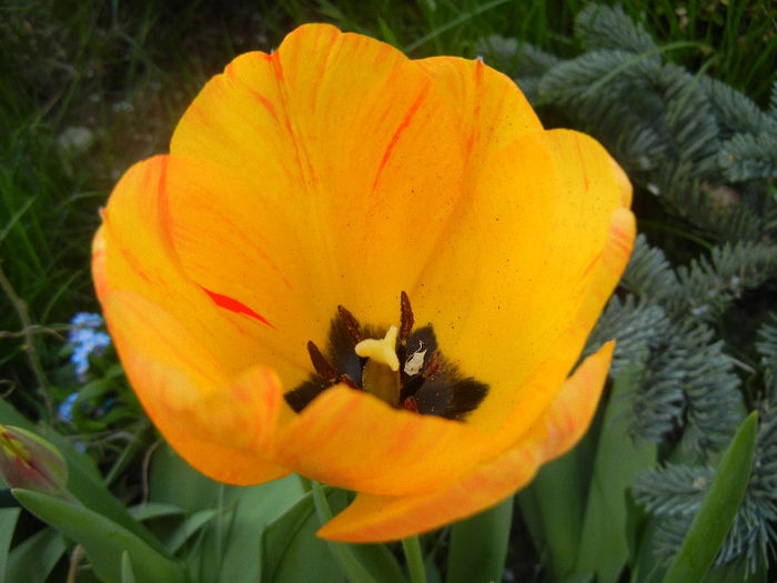 Tulipa Orange Bowl (2013, April 20)