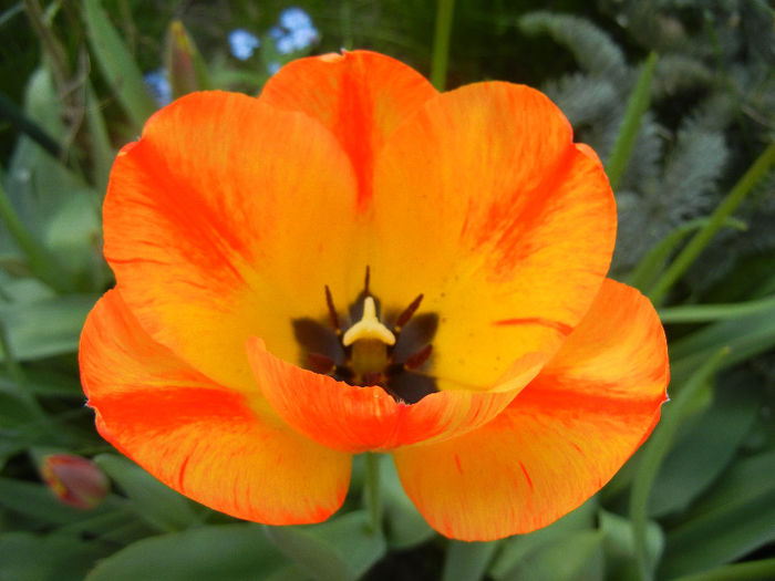 Tulipa Orange Bowl (2013, April 20)