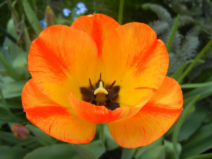 Tulipa Orange Bowl (2013, April 20) - Tulipa Orange Bowl