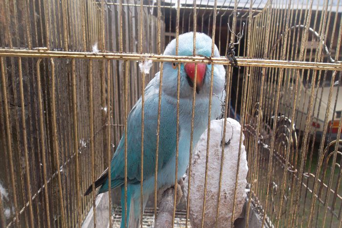 SAM_9004 - Papagalul meu