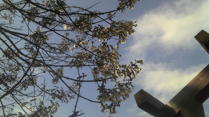 2013-04-22 09.35.13 - Paulownia Flori