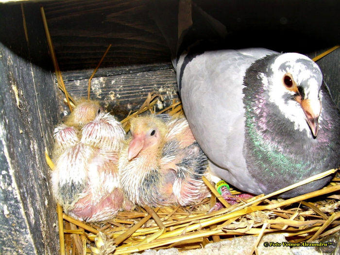 DSCN1740 - Pui 2012 - 2013
