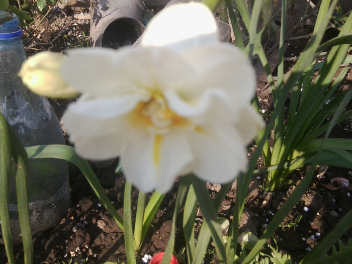 Fotografie1131 - flori de gradina 2013