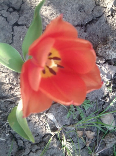 Fotografie1140 - flori de gradina 2013