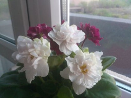 1366650082183 - Violete