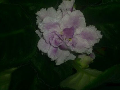 RS- Gercoginea - Violete