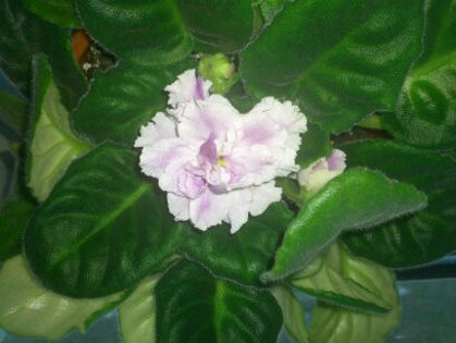 RS- Gercoginea - Violete