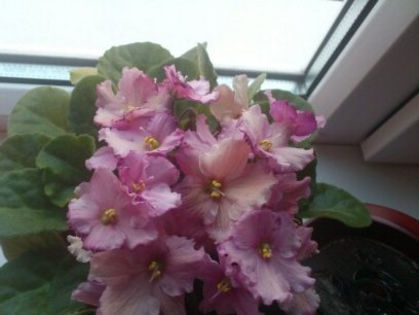 1366650210965 - Violete