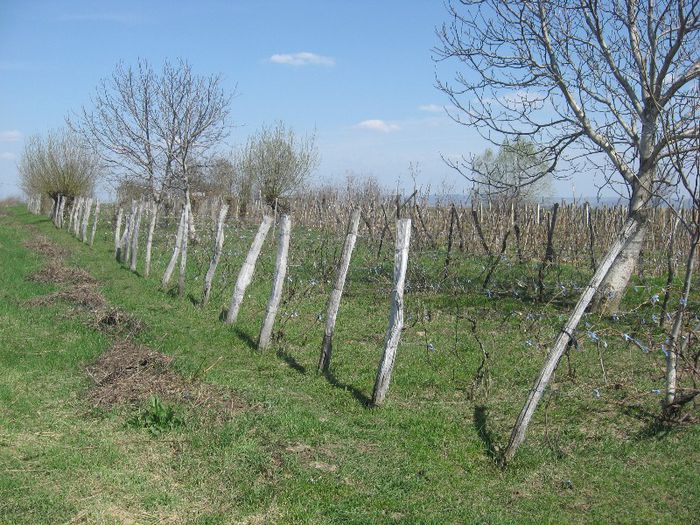 Butnaresti aprilie20 019 - primavara 2013