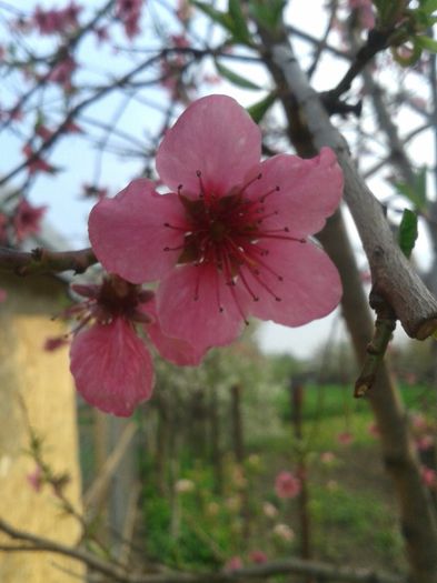 Floare de piersic