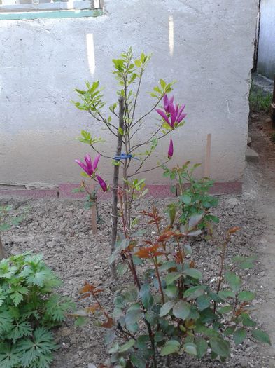 Magnolie ,,Susan,,